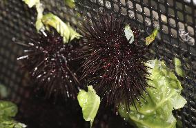 Cultured sea urchins