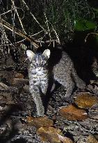 Iriomote wild cat in Okinawa