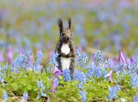 Hokkaido squirrel in field in spring bloom