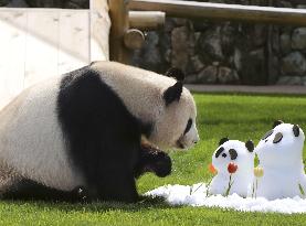Giant panda in western Japan