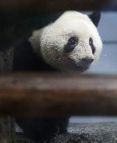 Giant panda Xiang Xiang at Tokyo zoo
