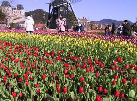 Million tulips in full bloom at Huis Ten Bosch