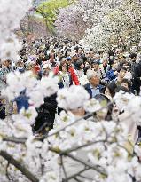 Annual cherry blossom viewing at Japan Mint