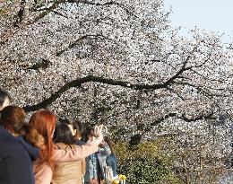 Cherry blossoms in Tokyo