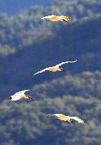 Japanese crested ibis