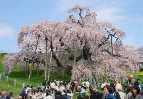 Cherry seeds to be carried to Japan's space lab