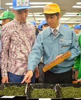 Season's 1st green tea leaves auction held in Shizuoka