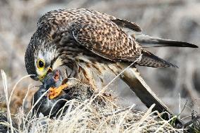 Wild animals at nuclear disaster sites