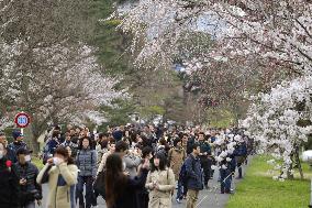 Cherry blossoms at Imperial Palace