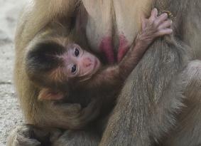 Baby monkey named Reiwa