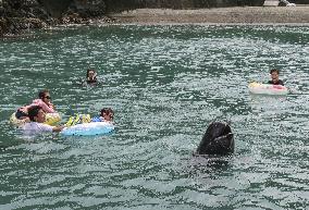 Swimming with whales event in Japan