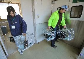 Disaster-hit cats head to Tokyo