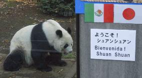 (1)Zoo opens public viewing of Mexican panda