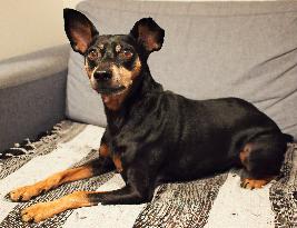 21% of elderly dogs suspected of showing symptoms of dementia