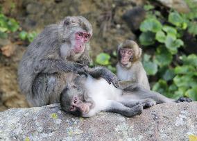 Monkeys on Japanese island