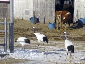 Red-crowned cranes in northern Japan