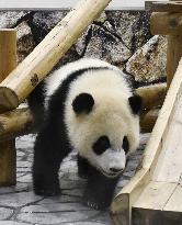 Panda in western Japan zoo