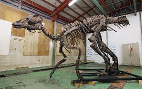 Replica of Japan's largest dinosaur fossil