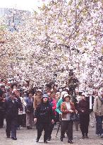 People view cherry blossoms at Osaka mint
