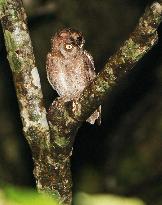 Ryukyu scops owl on Amami