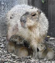 Baby capybaras at western Japan zoo