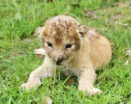 Baby lion unveiled to press at western Japan safari park