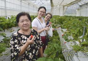 Fruit picking grows in popularity among foreign visitors to Japan