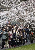 Cherry blossoms at Imperial Palace