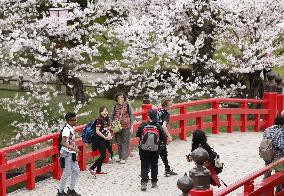 Cherry blossoms in Japan