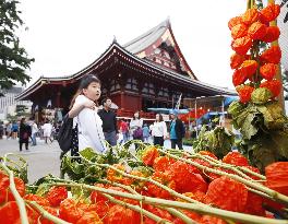 Chinese lantern plant market in Tokyo