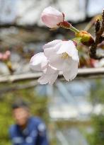 "Cherry blossom front" begins tour north through Japan archipelago