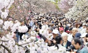 Annual cherry blossom viewing at Japan Mint