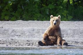 Bears' paradise in Kamchatka, Russia