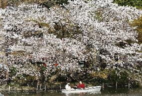 Cherry blossoms in Tokyo