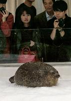 Chubby seal in Japan