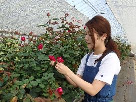 Rose farm