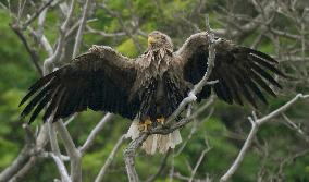 White-tailed sea eagle seen drying wings