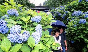 Hydrangeas in full bloom in Kamakura