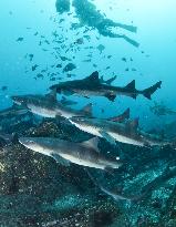 Banded houndsharks