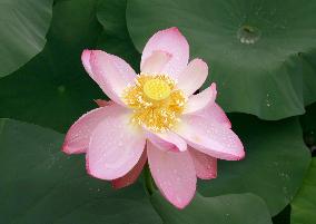 Lotus blooms from 800-year-old seed