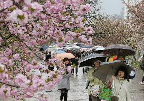 Japan Mint opens cherry tree-lined walkway