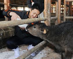 Rookie feeds calf