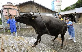 Beef cattle shipment resumed in Miyagi