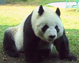 Mexican female panda heads to Tokyo for hot date