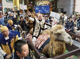 Camels parade through Nagoya shopping street