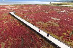 Lake Notoro in Hokkaido painted with red glassworts