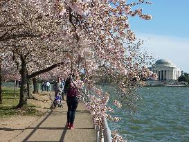 Cherry blossoms in Washington