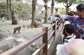 Wild monkeys in western Japan