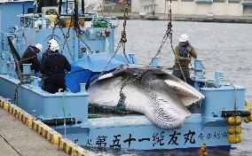 Japan resumes commercial whaling