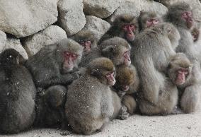 Monkeys huddle to keep warm in snow